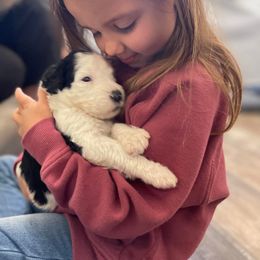 Sheepadoodle Puppies from Narrow Path Puppies