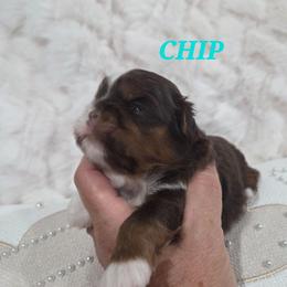 Chip - Chocolate and tan male Shih Tzu puppy in Molino, Florida from 1st Passion Shih Tzus