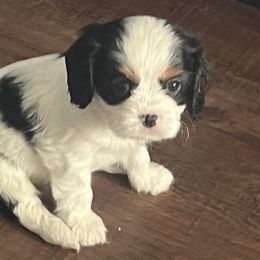 Tri Boy - Cavalier King Charles Spaniel puppy from Whispering Meadows Performances Horses and Cavalier King Charles Spaniels