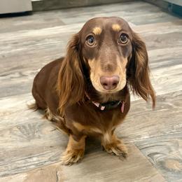 Ellie - Dachshund