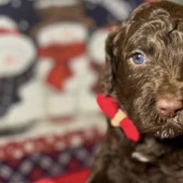 Labradoodles from Little Doods in Monterey