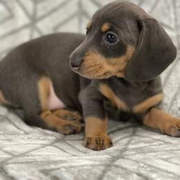 Dachshund Puppies from A&R Dachshund