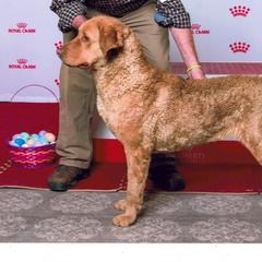 Skeet - Chesapeake Bay Retriever