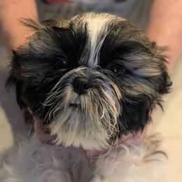 Gray Collar - Black gold and white male Shih Tzu puppy in Doña Ana County, New Mexico from White Sands Shih Tzu's