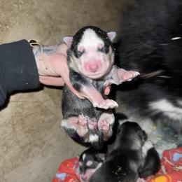 Boy 2 - Black and white male Siberian Husky puppy in Iron River, Wisconsin from Wiemeri Siberians