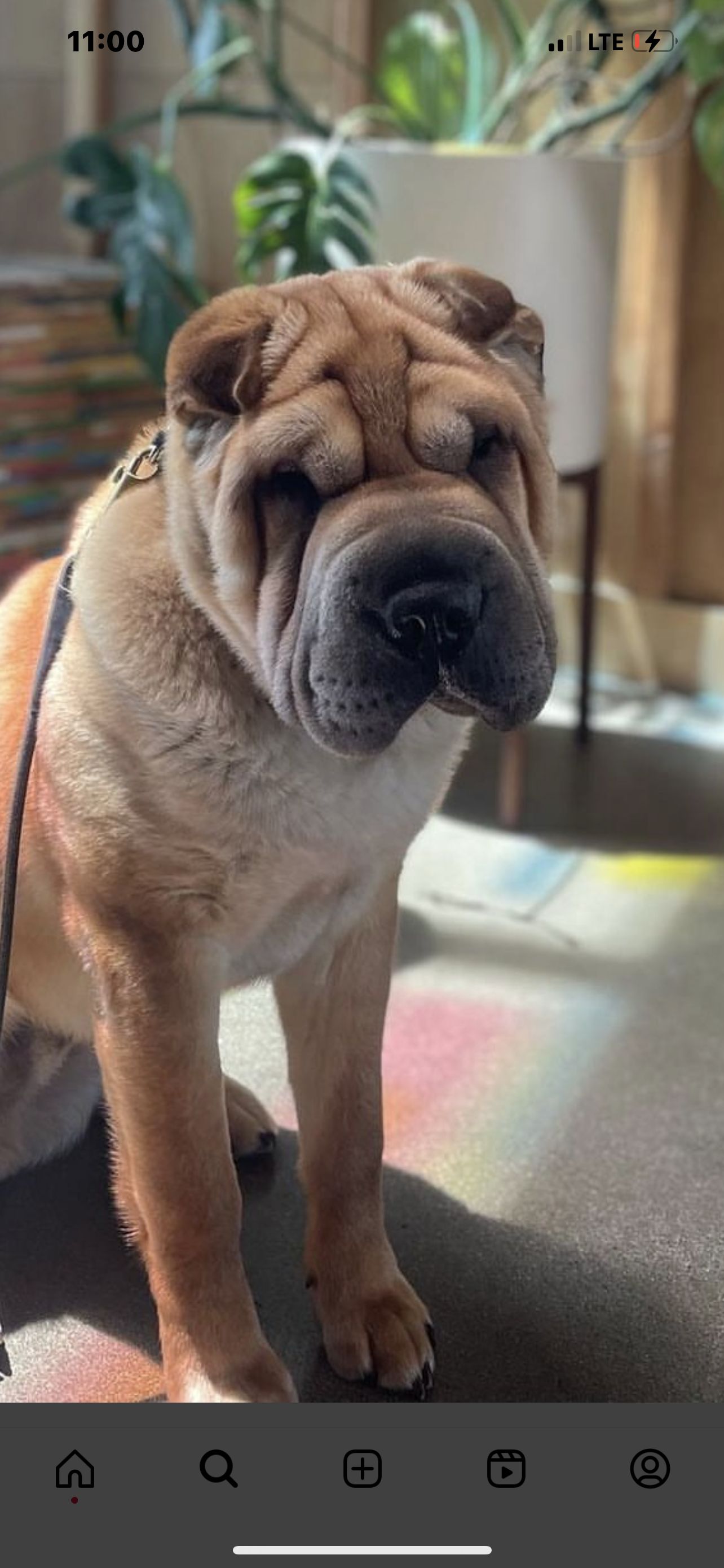 Wrinkle hut sale shar pei