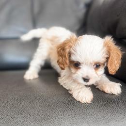 Rusty - Blenheim male Cavapoo puppy in Saint George, Utah from Fitzdoodles