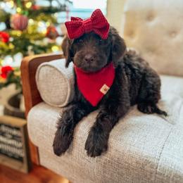 Goldendoodle Puppies from The W Doods