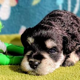 Orange collar - Black and silver male Miniature Schnauzer puppy in Brownwood, Texas from Texas Dreams Mini Schnauzers