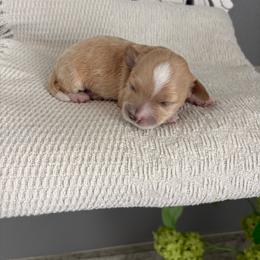 Leonardo - Apricot male Goldendoodle puppy in Brooksville, Florida from Abby’s Standard Goldendoodles