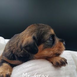 Boy 5 Mr. Gray - Black and tan Schnoodle puppy in Leitchfield, Kentucky from Eveleigh Acres Puppies