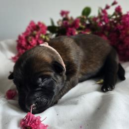 Belgian Malinois Puppies from Rose Kennels