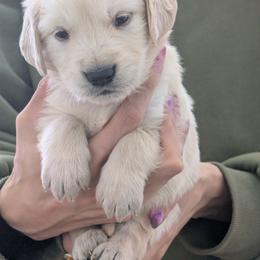 Puppy 3 - Golden male Golden Retriever puppy in San Tan Valley, Arizona from Top Gun Golden Retrievers