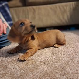 Craig - Red male Dachshund puppy in Penn Run, Pennsylvania from Shannon’s Dachshunds