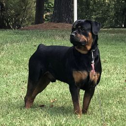 Mojo - Rottweiler