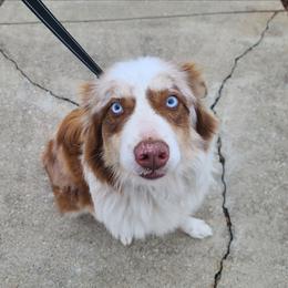 Hemi - Red merle female Australian Shepherd puppy in Gastonia, North Carolina from Squirrelytail Farms