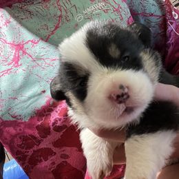 Pembroke Welsh Corgi Puppies from 4G Farms Corgi’s