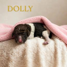 Dolly - Parti female Goldendoodle puppy in Ellenburg Center, New York from Kristin's Puppies