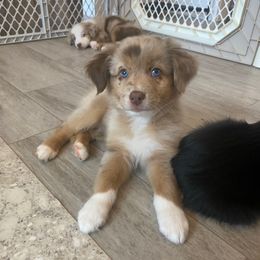 Monte - Red merle male Australian Shepherd puppy in Spanish Fort, Alabama from Southern Luck Aussies