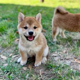 Ikura - Red female Shiba Inu puppy in Houston, Texas from Sakura Blossom Shibas