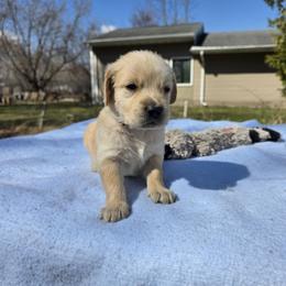 Marston - Golden male Golden Retriever puppy in Menasha, Wisconsin from Kreger's K9s