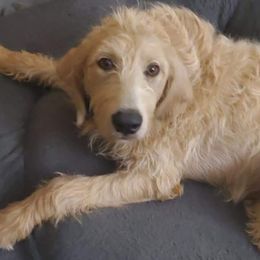 Jaina - Labradoodle
