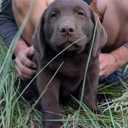 Sam - Chocolate male Labrador Retriever puppy in Princeton, Oregon from Learning With Dogs