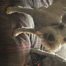 Annie - Miniature Schnauzer