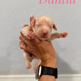Dahlia - Cream female Goldendoodle puppy in Dallas County, Texas from Dream A Little Doodle