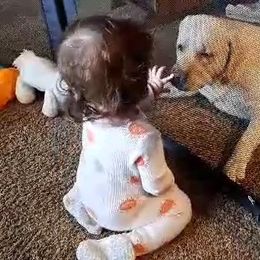 Labrador Retrievers from Silver Sage Labradors