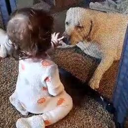 Labrador Retrievers from Silver Sage Labradors
