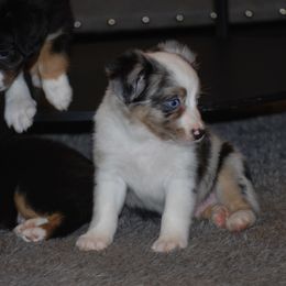 Miniature American Shepherd and Miniature Australian Shepherd Puppies from Fuzy Butts Mini & Toy Aussies