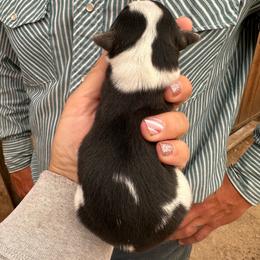 Sunflower - Black and white female American Corgi puppy in Bayard, Nebraska from Puppies by Alies