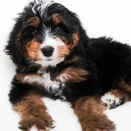Bob - Tri-color male Bernedoodle puppy in Star, Idaho from Rosie’s Tribe