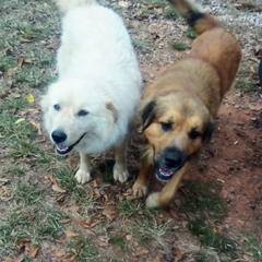 Anatolian Pyrenees from Woodland Farm