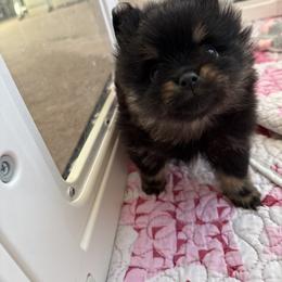 Boy 1 - Black and tan male Pomeranian puppy in Fort Jones, California from High Rocking Pom Poms