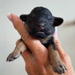 Skye - Phantom female Goldendoodle puppy in Cape Coral, Florida from Nay Nays Mini Doodles