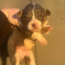 Koda Reign - Blue male Pembroke Welsh Corgi puppy in East Oakdale, California from Rhettro Kennels