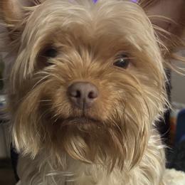 Ginger - Yorkshire Terrier