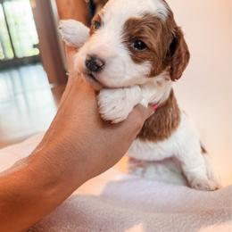 Lion - Blenheim male Cavapoo puppy in Idaho Falls, Idaho from Freckle Paw Family