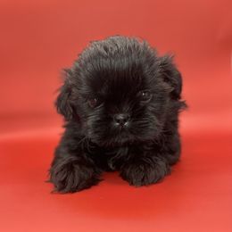 Olive - Black and white female Shih Tzu puppy in Porterville, California from Moore Shih Tzus