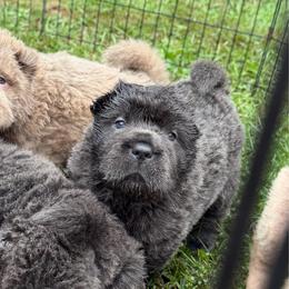 Aurora - Blue dilute female Chinese Shar-Pei puppy in Auburn, Kansas from Justin's Chinese Shar-Pei