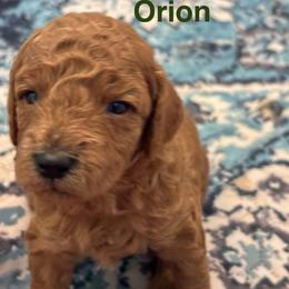 Orion - Red  male Poodle puppy in Union Grove, Alabama from Beltane Bonnies