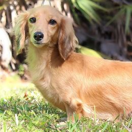 Dachshunds from Sunderhunds Dachshunds