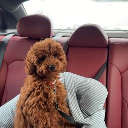 Poodle Puppies from Midwest Miniature Poodles