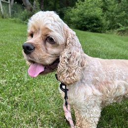 Dagger - Cocker Spaniel