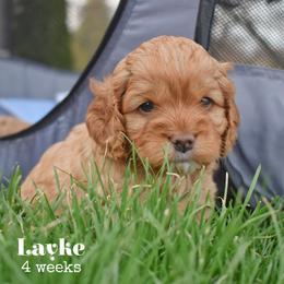 Layke - Red male Cockapoo puppy in Myerstown, Pennsylvania from The Cocker Cingdom