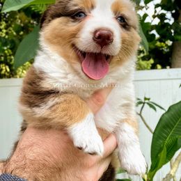 Miniature American Shepherd Puppies from Gulf Coast Minis