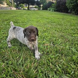 German Shorthaired Pointer Puppies from Erin McGhee