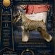 Marshal (AKC GRAND CHAMPION)